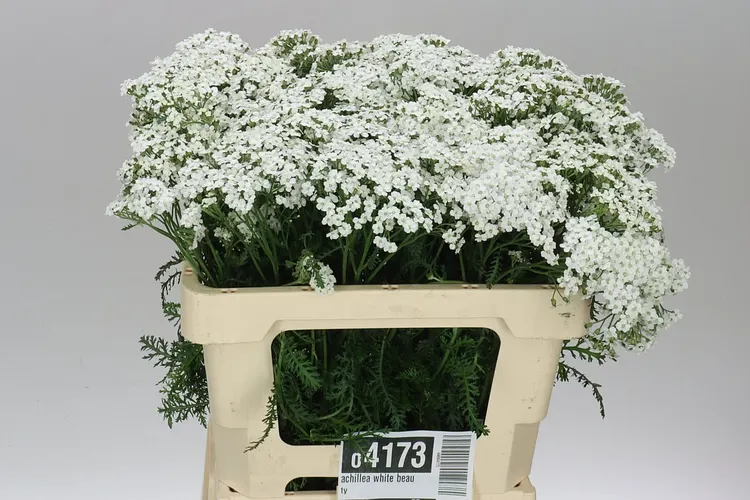 Achillea White Beauty 55 cm