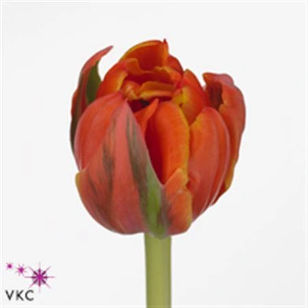 Tulipán plnokvetý Queensday 46 cm