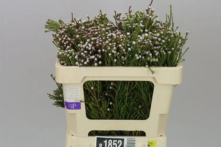 Kaaps Brunia Spray 50 cm