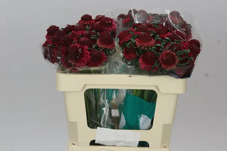 Scabiosa Atr Dark Cherry S Scoop 50 cm