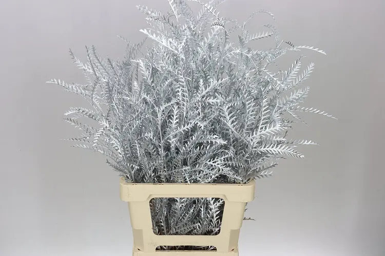 Ivanhoe Silver 60 cm