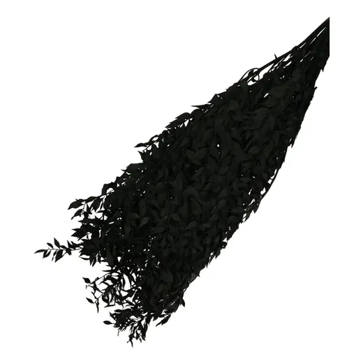 Sušený kvet Ruscus čierna 65 cm