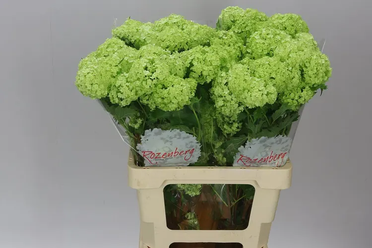 Viburnum Sneeuwbal 60 cm