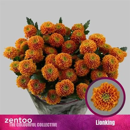 Chr T Lionking 70 cm