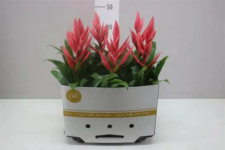 Tillandsia Ziva črepník 12 cm