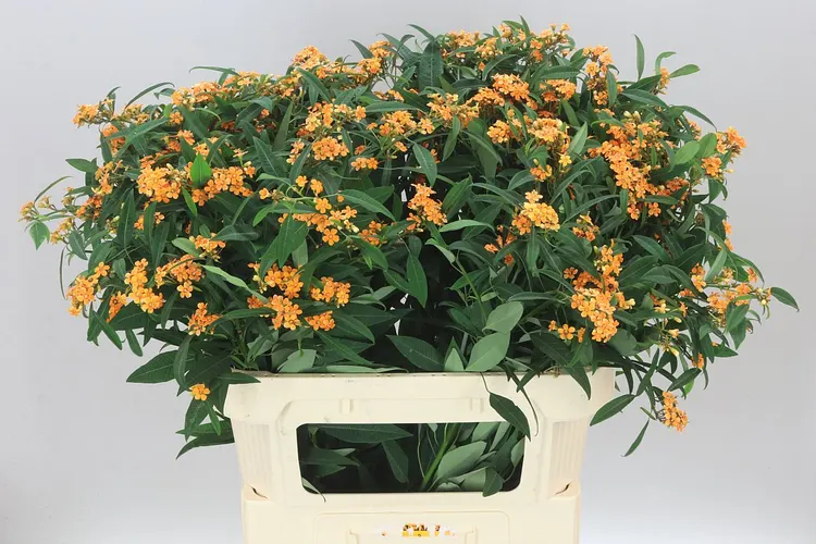 Euphorbia F T Sunstream 80 cm