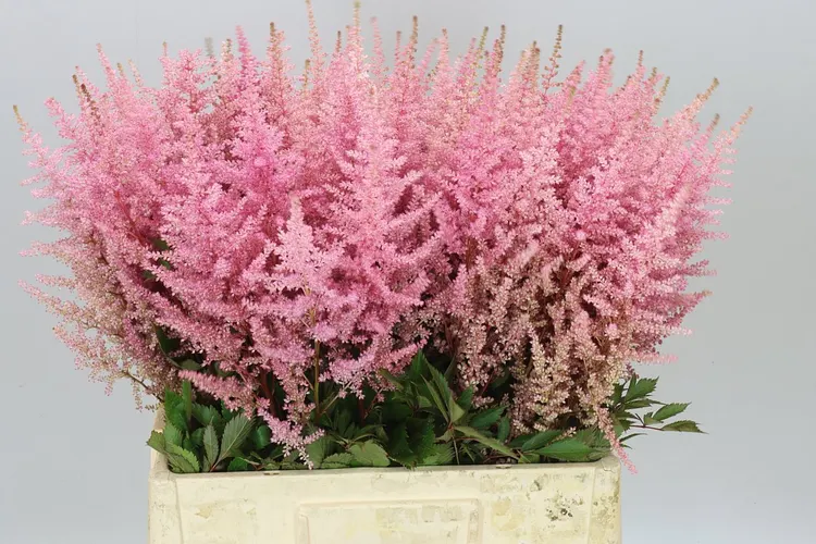 Astilbe Erika 65 cm
