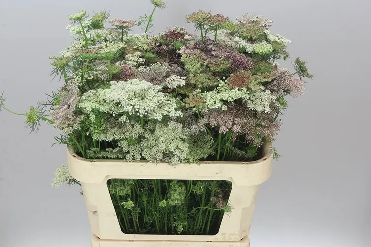 Ammi Daucus Carota Dara 75 cm