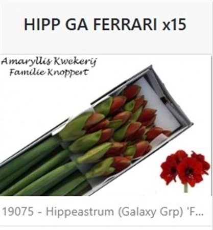 Amarylis Ferrari 75 cm