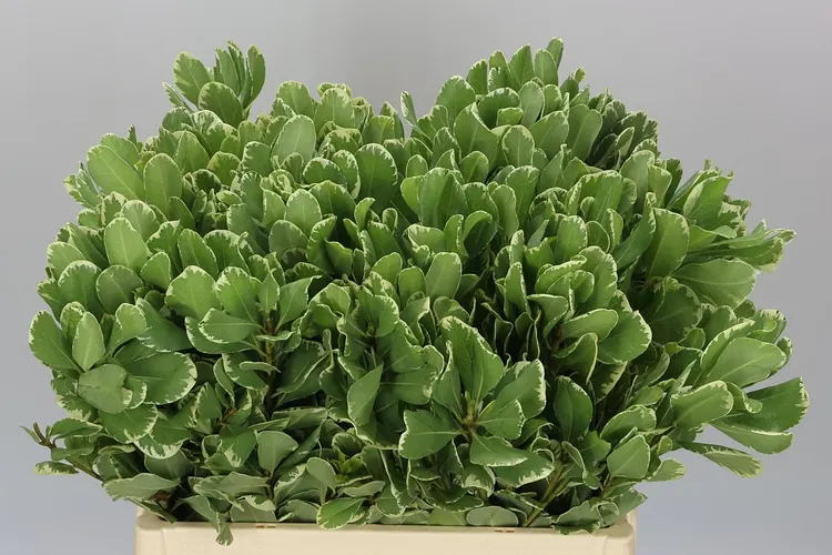 Pittosporum Ilan 60 cm