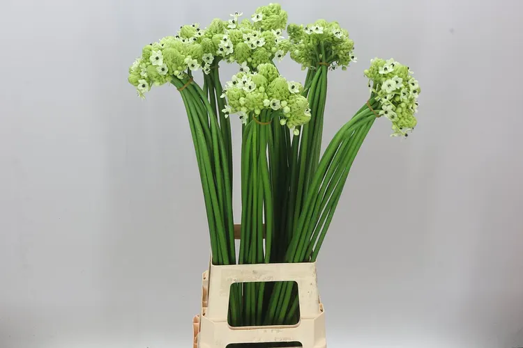 Ornithogalum Saundersiae 85 cm