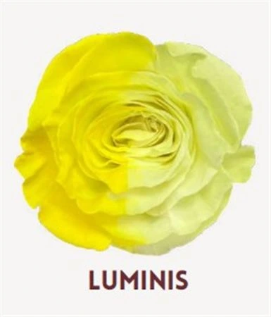 Ruža farbená Luminis, Ekvádor 50 cm