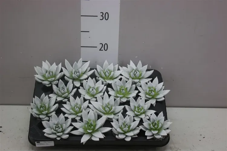 Echeveria biela črepník 6 cm