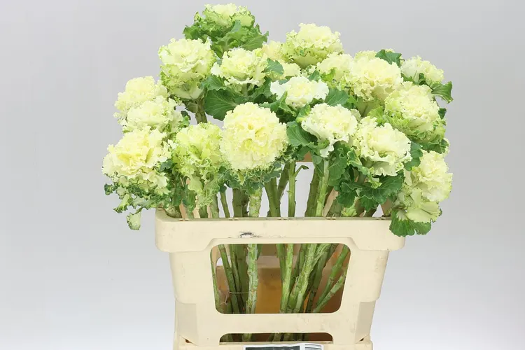 Okrasná kapusta First White 60 cm