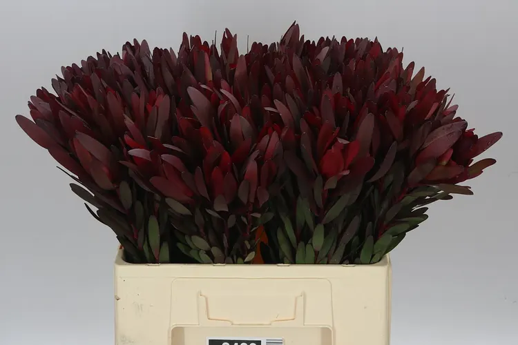 Leucadendron Safari Sunset 60 cm