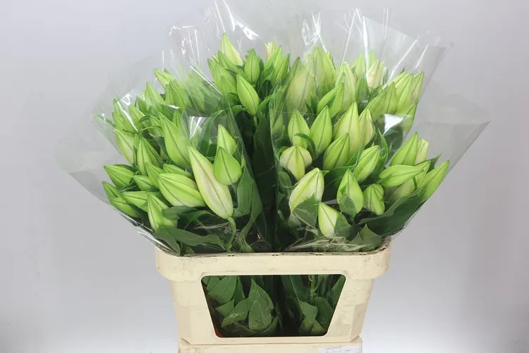 Ľalia orientálna Catemaco 80 cm