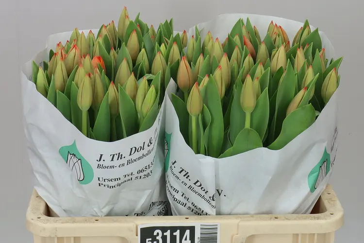 Tulipa En Ad Rem 42 cm