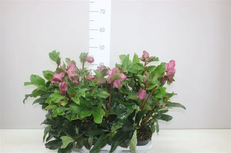 Helleborus Ice N Roses Red črepník 13 cm