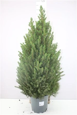 Picea Gl Conica črepník 24 cm