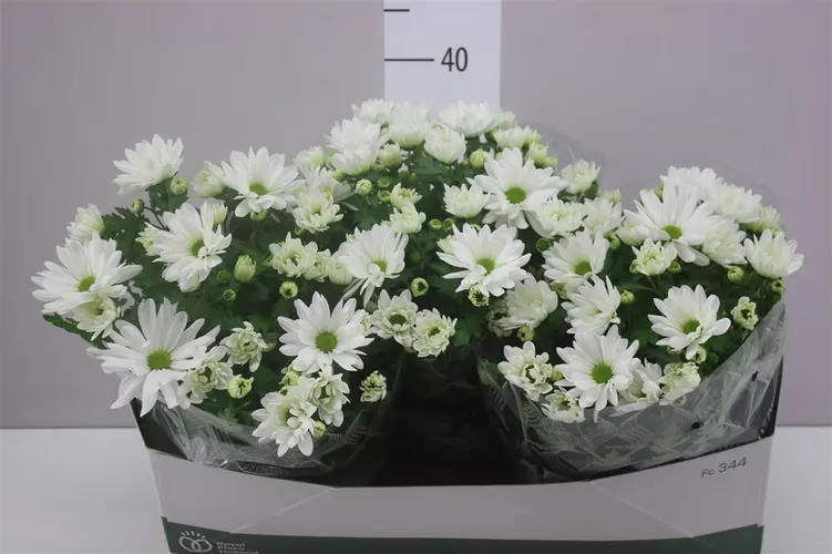 Chrysanth Wit Schaal črepník 23 cm