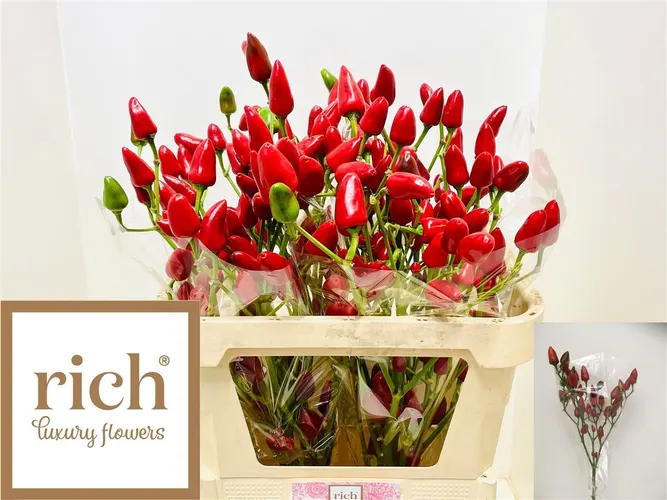 Okrasná paprika Xmas 60 cm