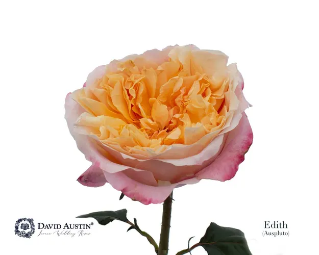 Rosa Gar Austin Edith 50 cm