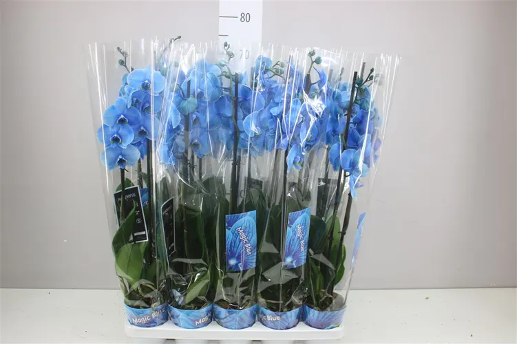 Orchidea Phalaenopsis Royal Blue, 2 výhony črepník 12 cm