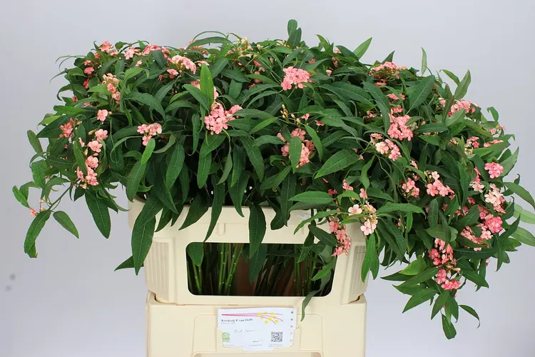 Euphorbia F T Pink Baron 75 cm