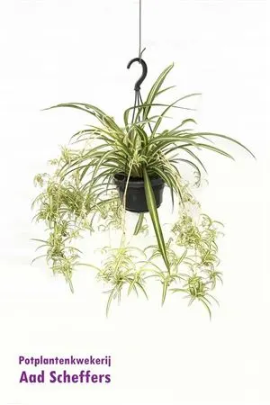 Chlorophytum Variegatum Hang črepník 14 cm