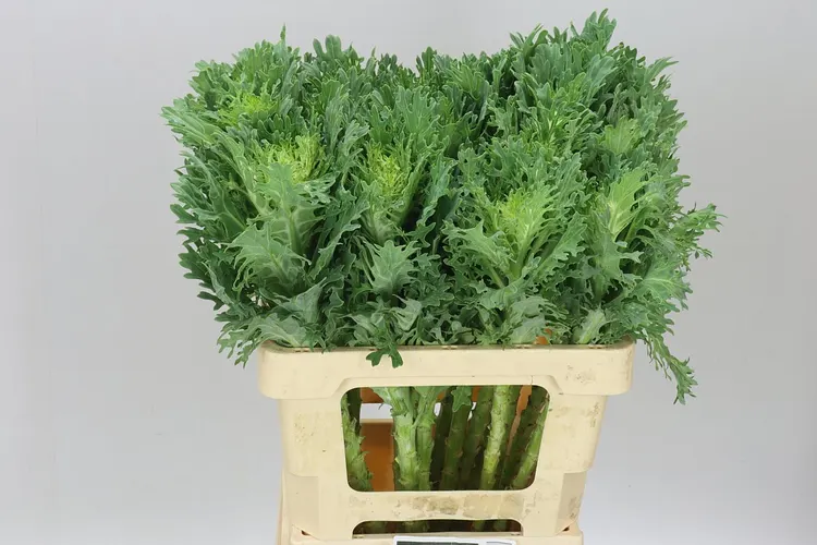 Brassica King 60 cm