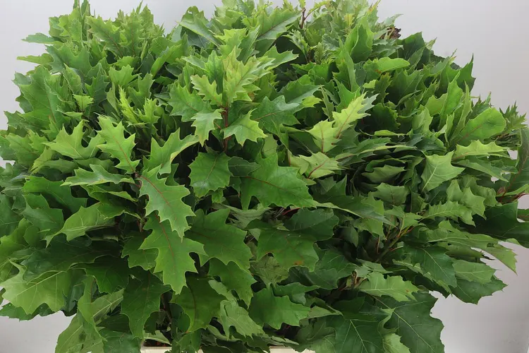 Quercus Rubra 80 cm