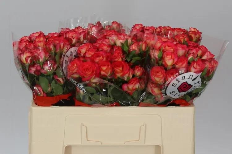 Rosa Tr Summer Dance 50 cm