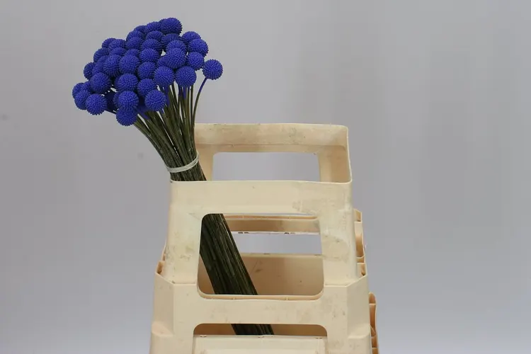 Craspedia Painted Blue 60 cm