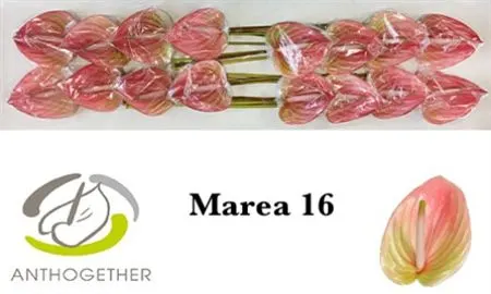 Anth Marea