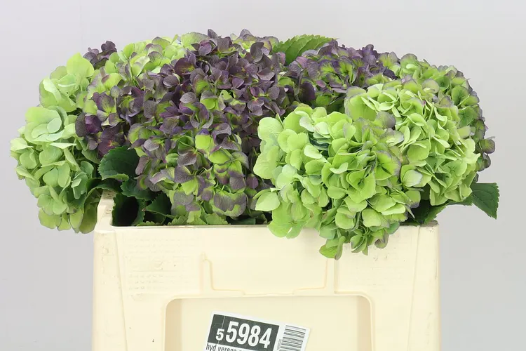 Hortenzia Verena Green Purple Classic 50 cm