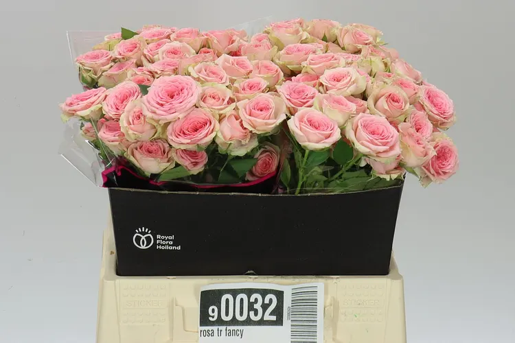 Rosa Tr Fancy 40 cm
