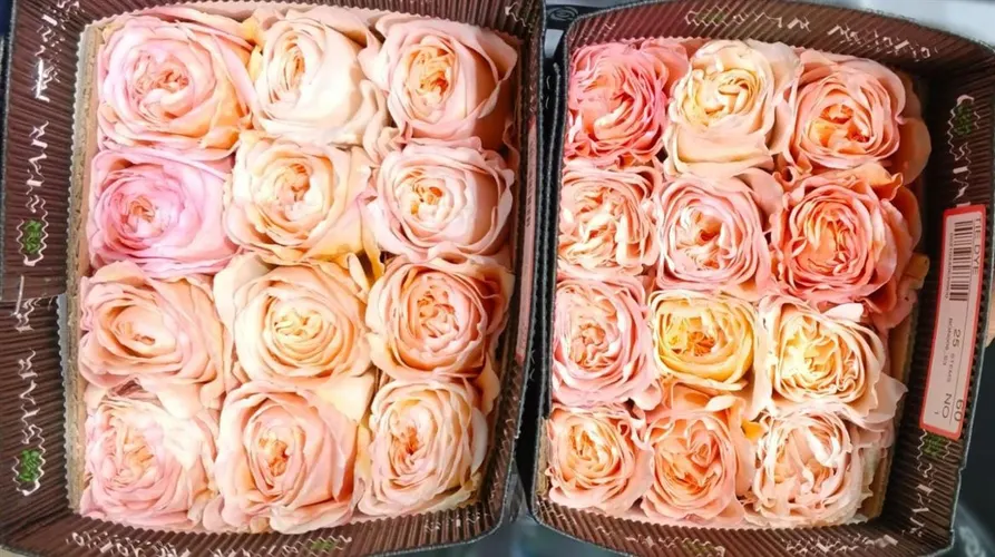 Rosa Gr Ec Tie Dye 50 cm