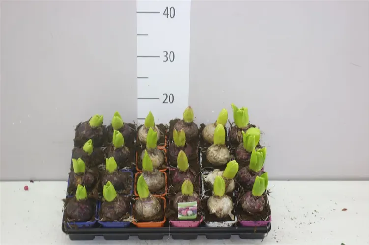 Hyacint mix 1pp črepník 7 cm