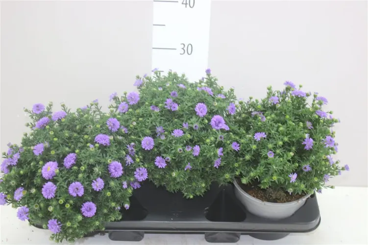 Aster D Purple Lady črepník 17 cm