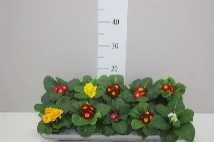 Primula Acaulis mix črepník 10,5 cm