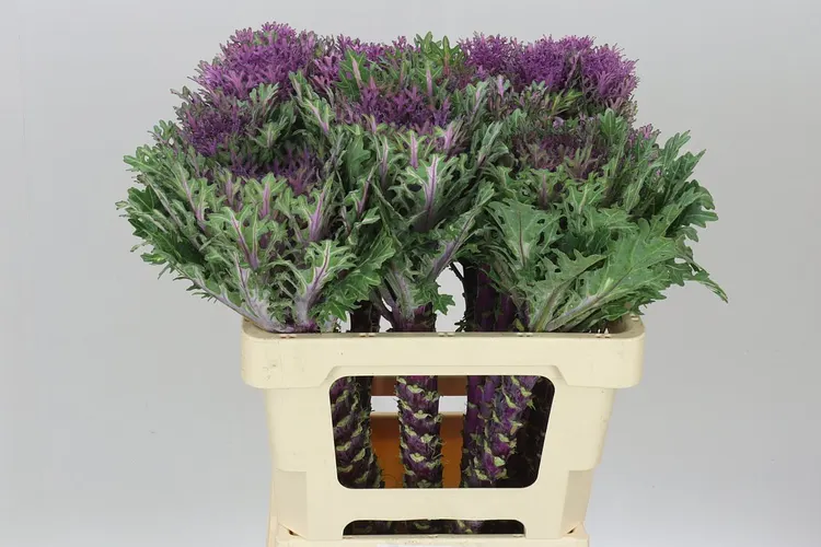 Brassica Queen 60 cm