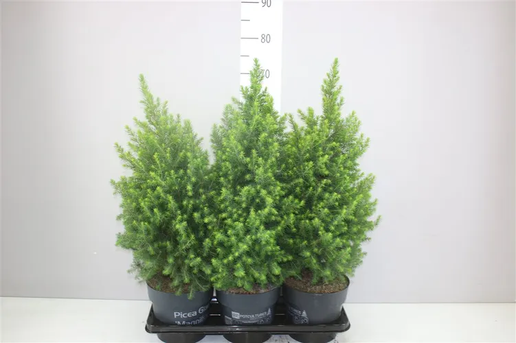 Picea Glauca Magnifique črepník 19 cm