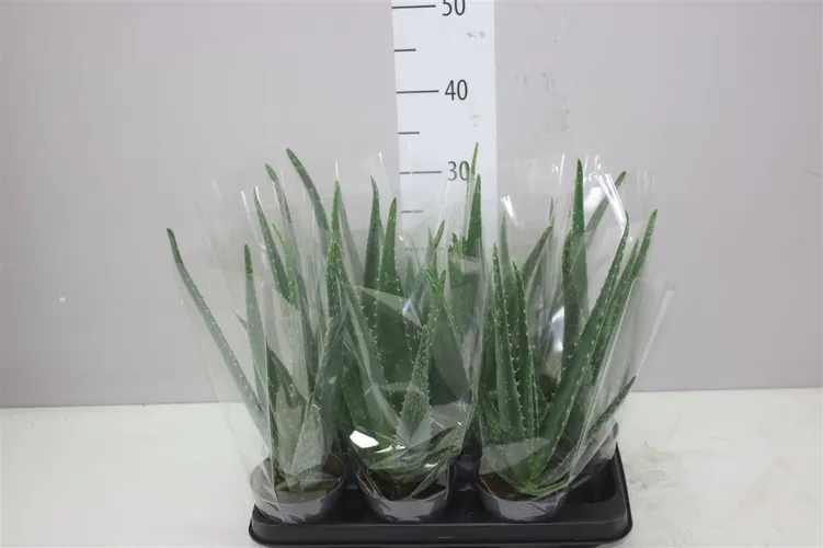 Aloe Vera črepník 10,5 cm