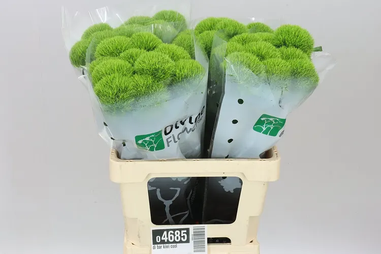 Klinček bradatý Kiwi Cool 60 cm