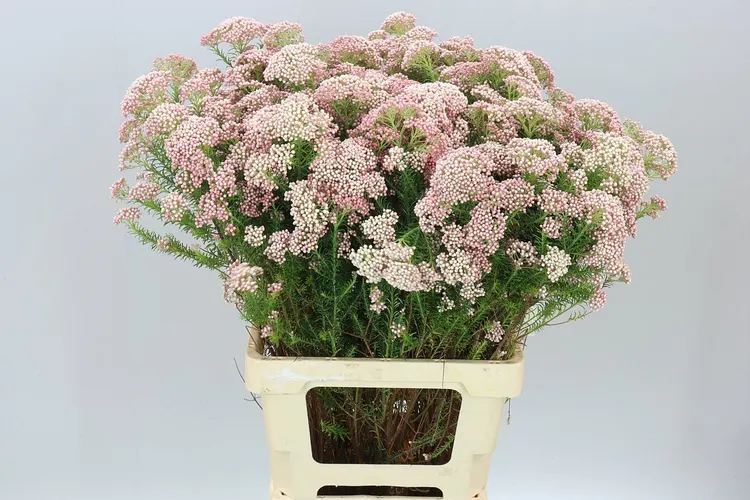 Ozothamus Light Pink Spray 80 cm