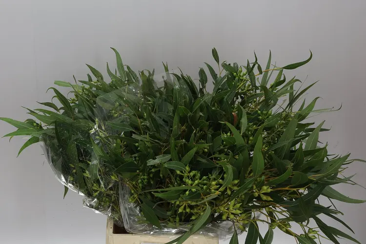 Robusta Berries 60 cm