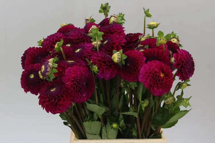 Dahlia Cryfield Harmony 45 cm
