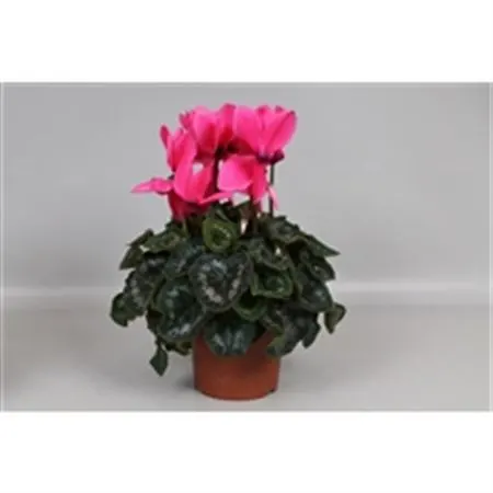 Cyclamen Gr Pink črepník 13 cm