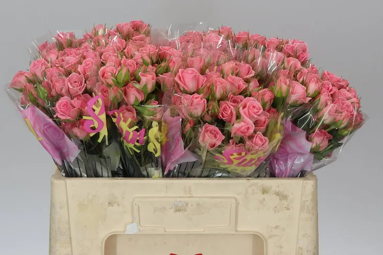 Rosa Tr Odilia 50 cm