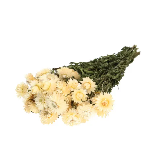 Sušený kvet Helichrysum biela 45 cm